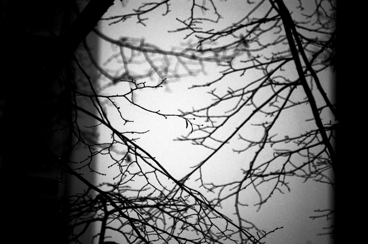© Branches in the fog Berlin 2009