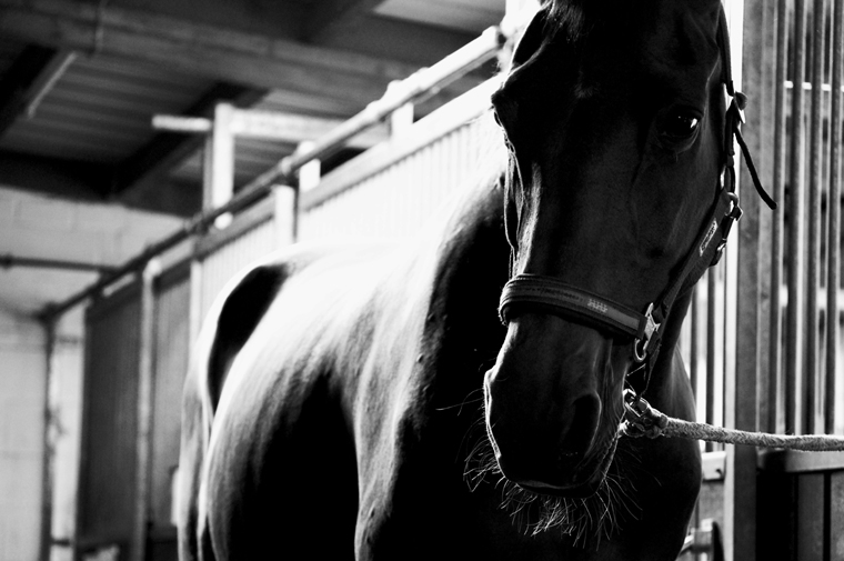 © Horse near Langenselbold 2009 by Fritsch