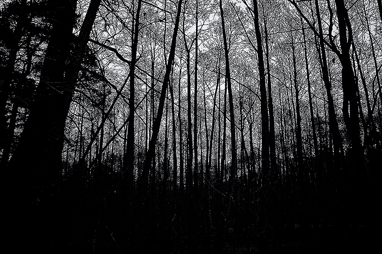 © Forest, Briesetal 2011 by Fritsch